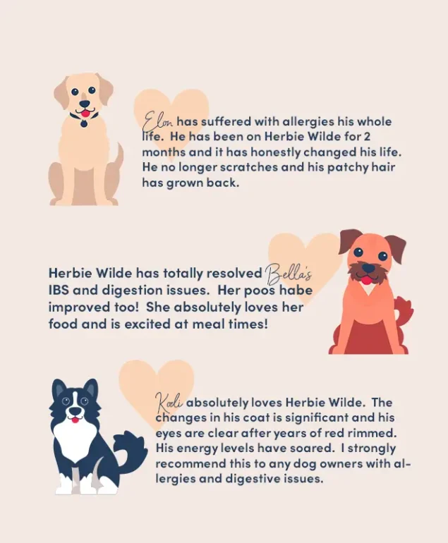 Plant-based superfood for adult dogs