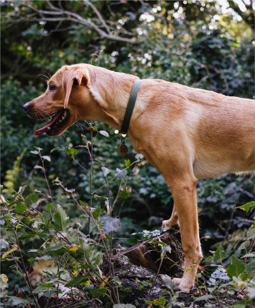 When did dogs omnivores and can they eat an omnivorous diet