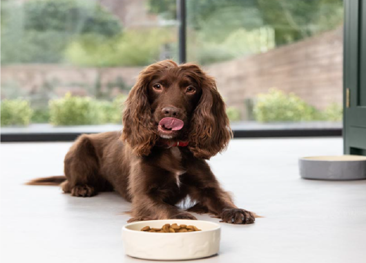 Why plant-based is the future - Herbie Wilde - taste test dog-approved