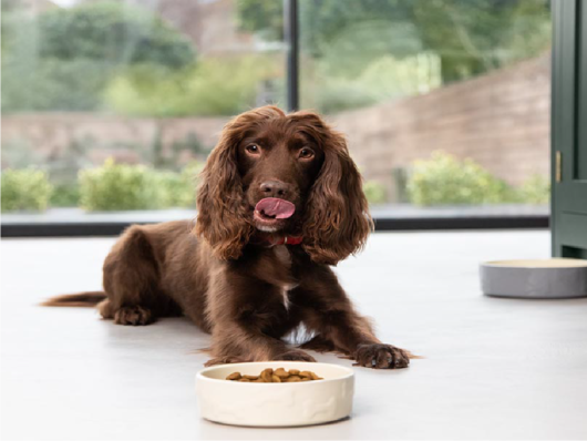 Why plant-based is the future - Herbie Wilde - taste test dog-approved